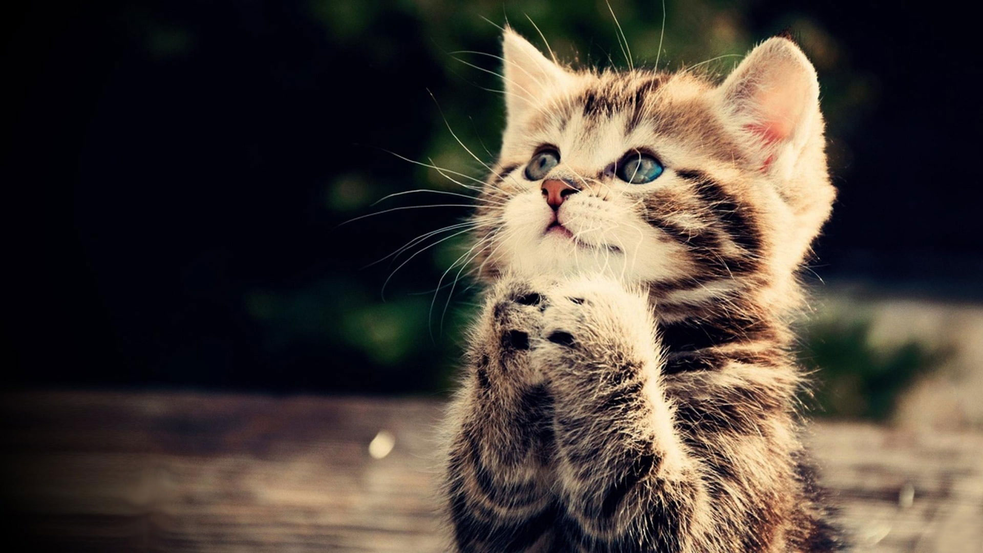 Prayer Kitten Wallpaper, Cat, Animal, Cute, Brown Tabby Kitten • Wallpaper For You