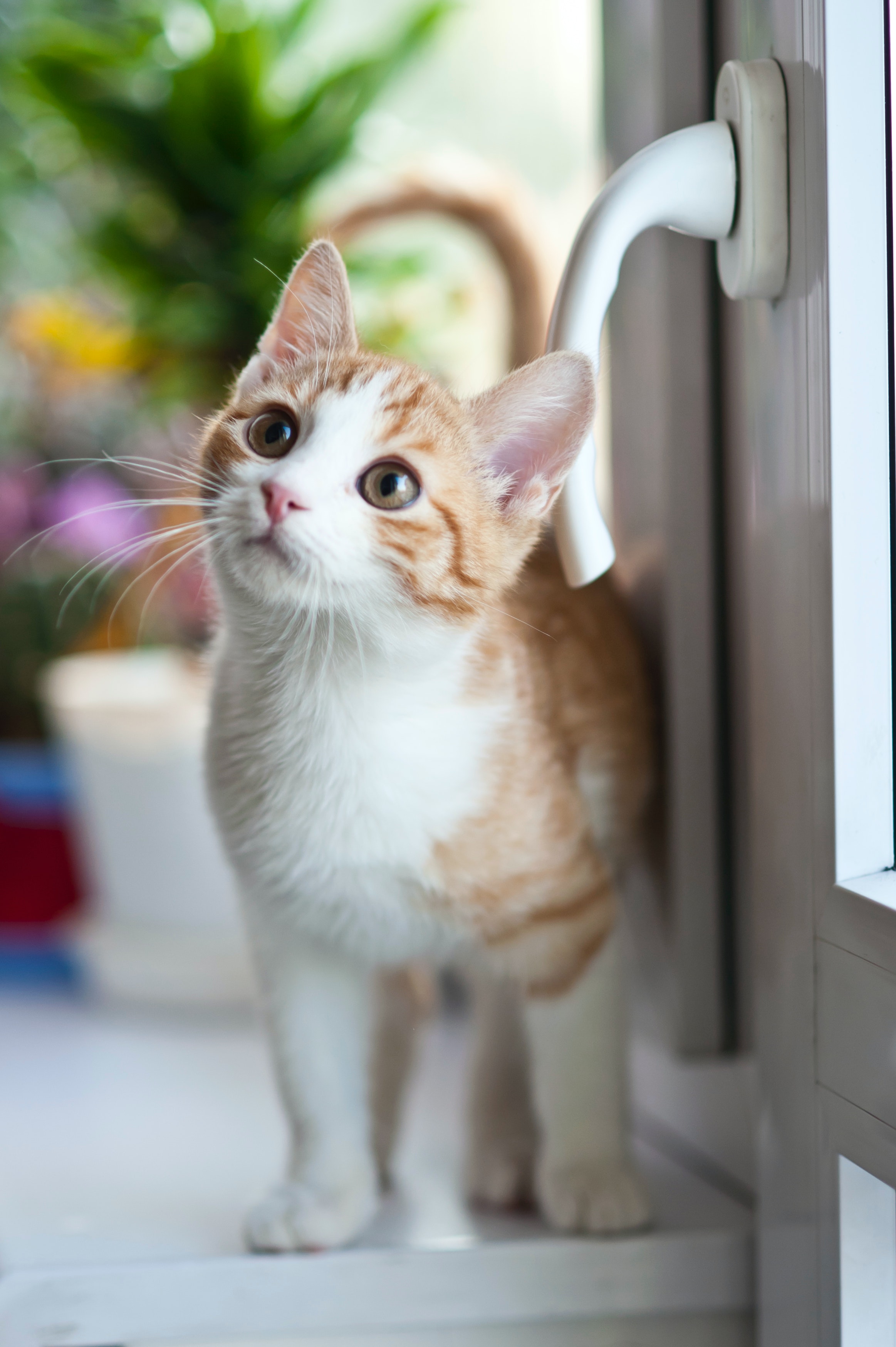 Orange Tabby Cat Near Window · Free