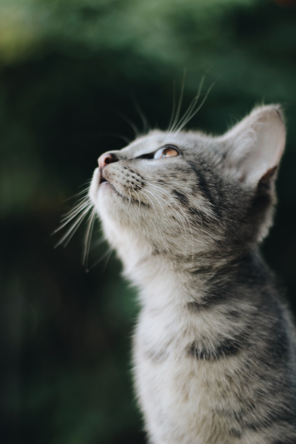 silver tabby cat photo