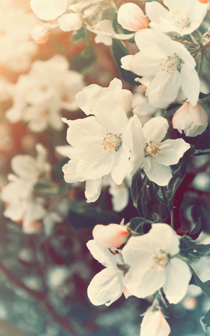 Free download Flower Petal White Blossom Spring Branch in 2020 Flower [1080x1920] for your Desktop, Mobile & Tablet. Explore Aesthetic Spring Wallpaper. Aesthetic Wallpaper, Aesthetic Wallpaper, Cute Aesthetic Wallpaper