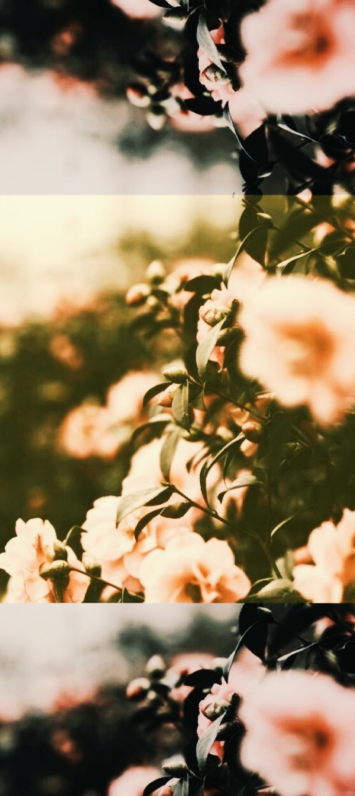 Flowers #Aesthetic #Wallpaper. Wallpaper Aesthetic