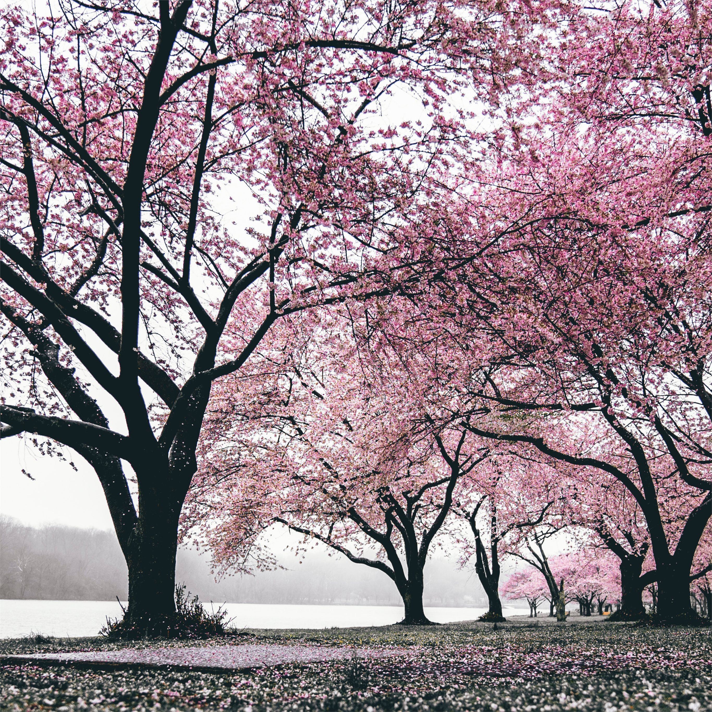 cherry blossoms trees 4k iPad Pro Wallpaper Free Download