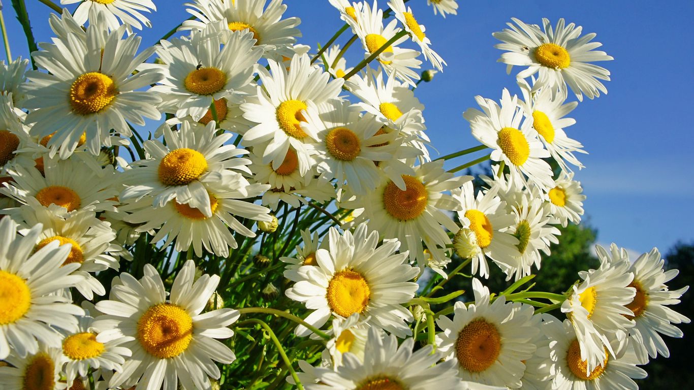 Download wallpaper 1366x768 daisies, flower, sky, sunny, summer tablet, laptop HD background