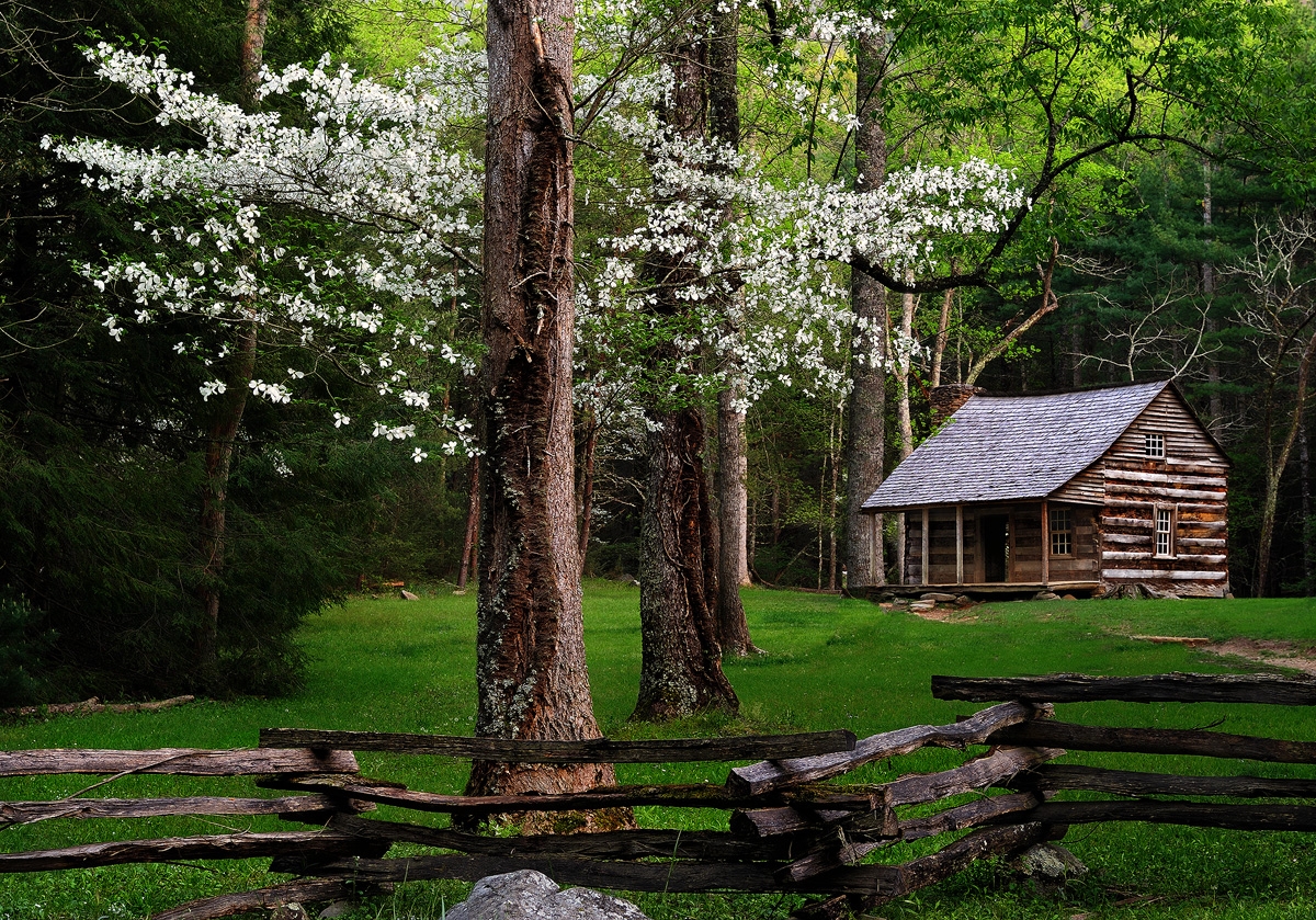 Cabin In Woods Spring