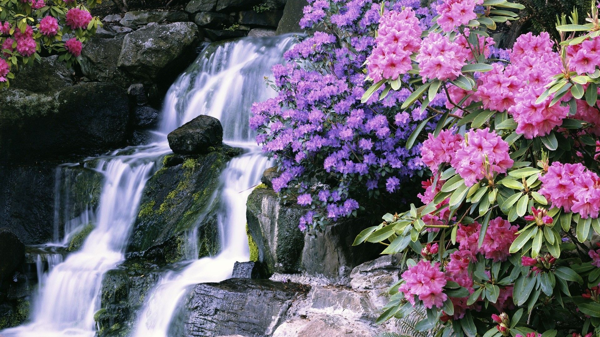 Flower Waterfall Trees Wallpaper