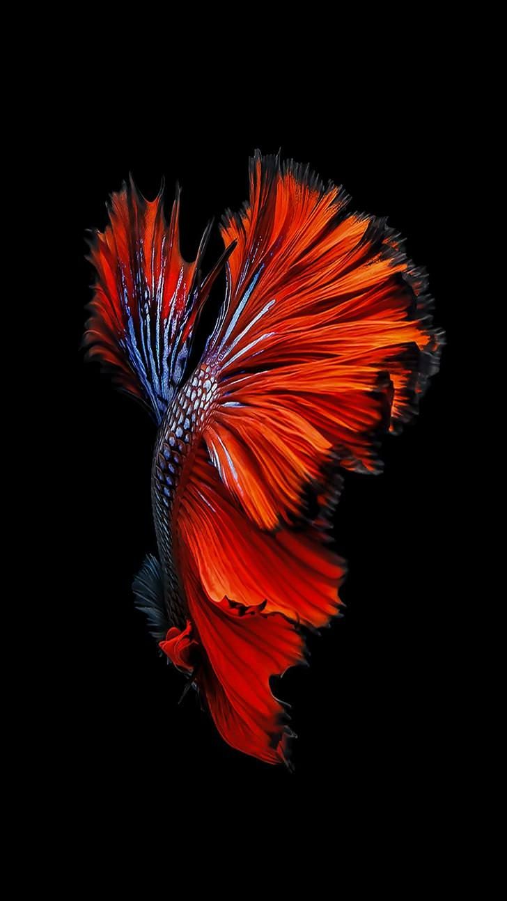 iPhone Fish Wallpaper Free iPhone Fish Background
