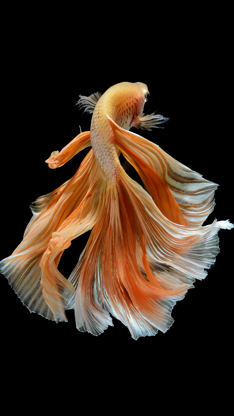 Free download Apple iPhone 6s Wallpaper with Elegant Male Gold Betta Fish in Dark [750x1334] for your Desktop, Mobile & Tablet. Explore Wallpaper for iPhone 6s. Apple Wallpaper for