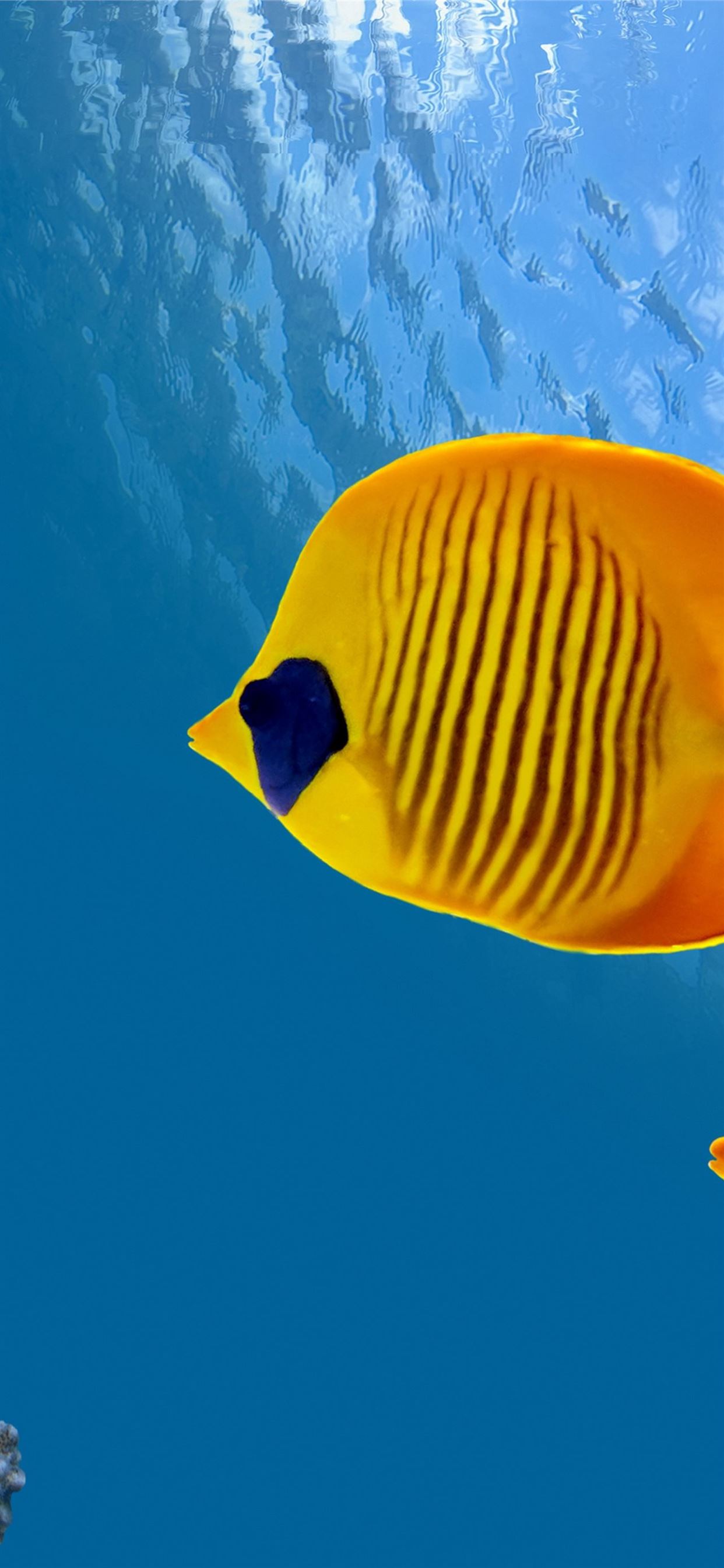 Fish 5k 4k 8k diving tourism Cocos Island Costa Ri. iPhone Wallpaper Free Download