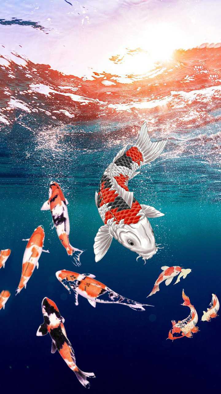 IPhone Koi Fish Wallpaper