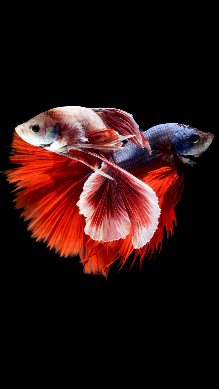 Free download IPhone 6s Wallpaper With Two Betta Fishes Fighting In Dark Background [750x1334] for your Desktop, Mobile & Tablet. Explore iPhone 6s Fish Wallpaper. New iPhone 6s Wallpaper