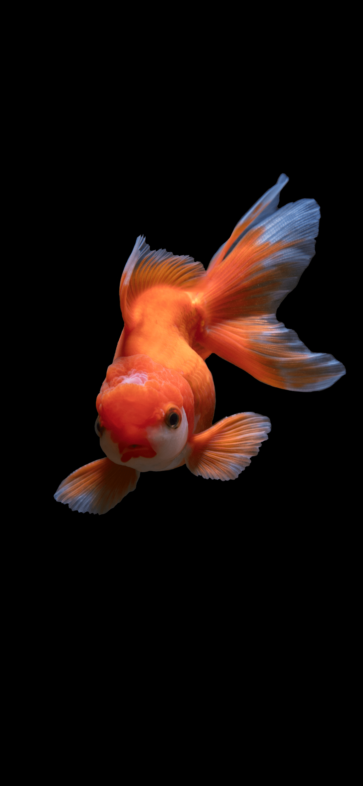 Fish Wallpaper for iPhone Pro Max, X, 6