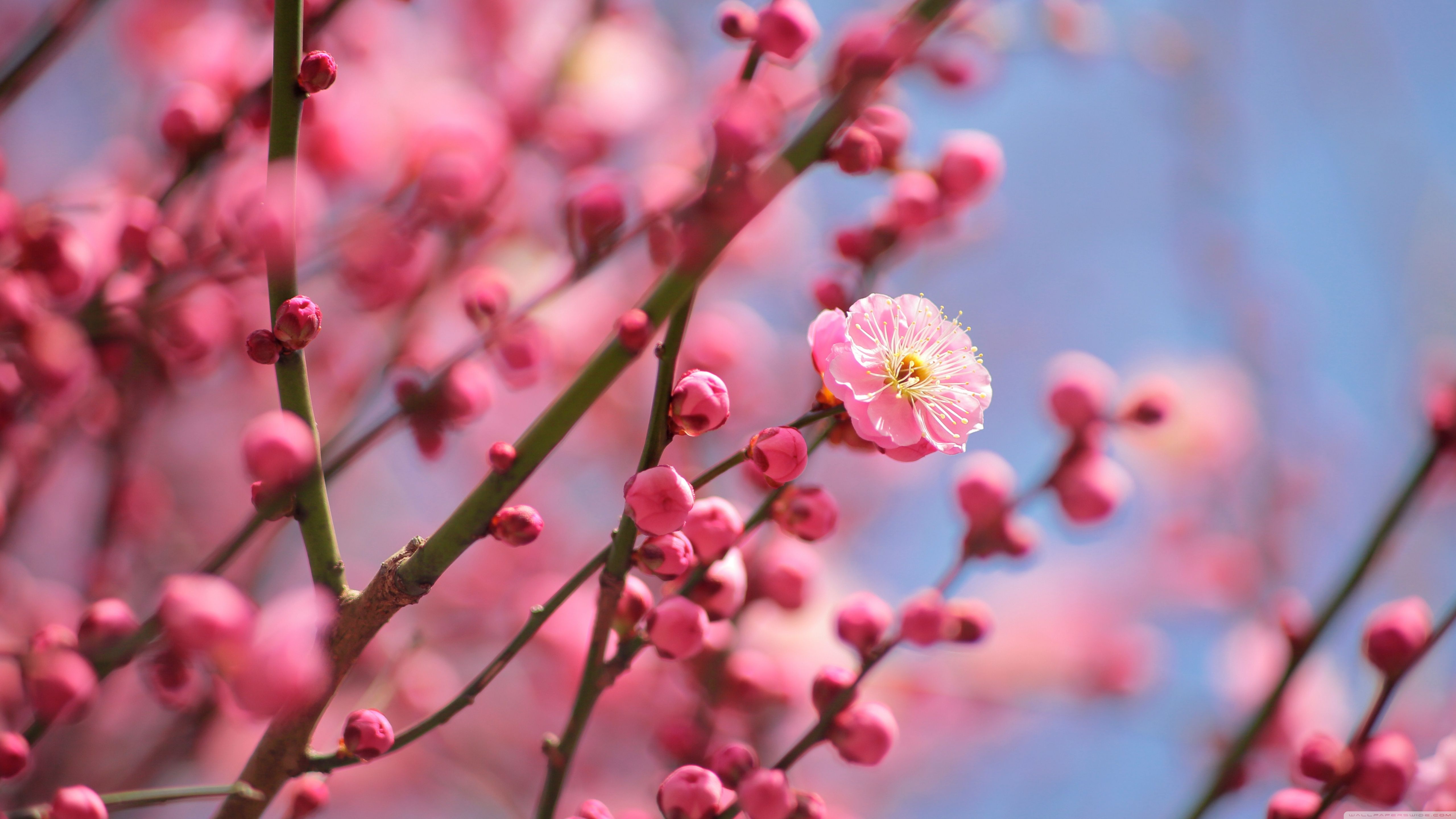 Plum Flowers Wallpaper