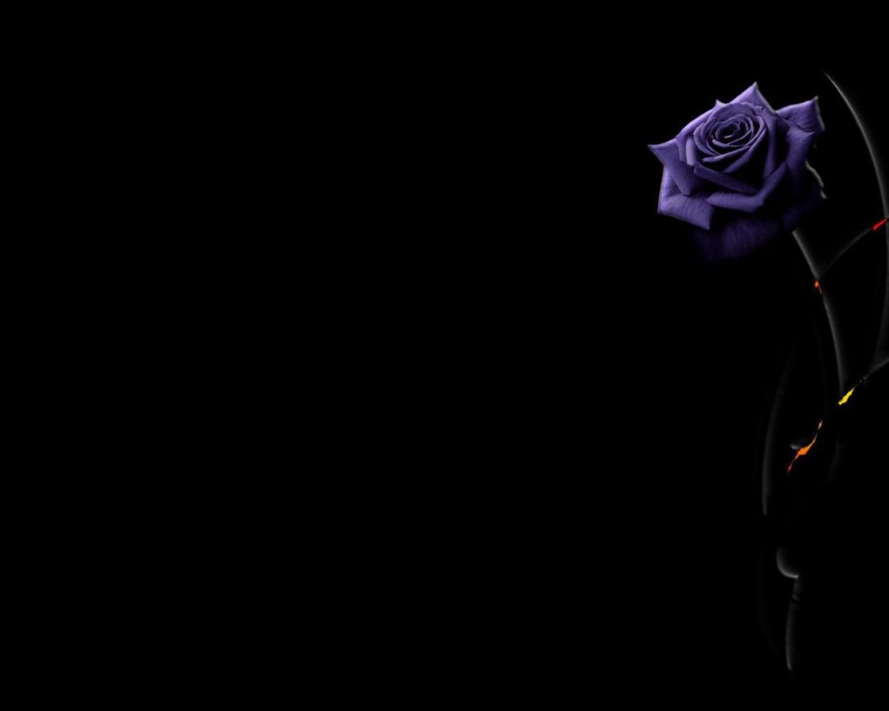 Free download Beautiful purple rose on a black background wallpaper and image [1920x1080] for your Desktop, Mobile & Tablet. Explore A Black Wallpaper. Black Wallpaper for Phone, Black Power