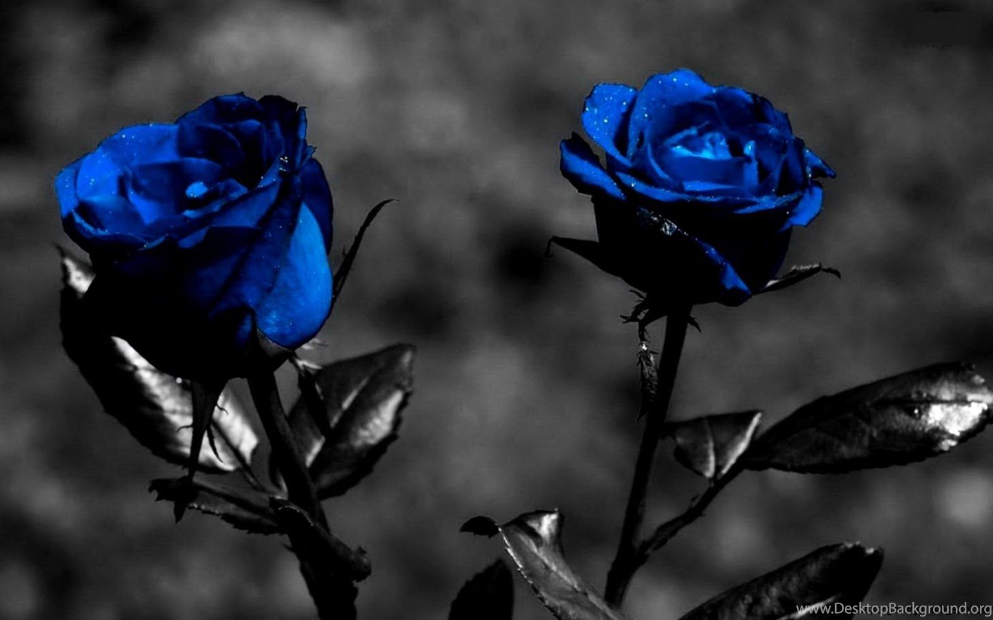 Beautiful Black Rose Flower Wallpaper Desktop Background