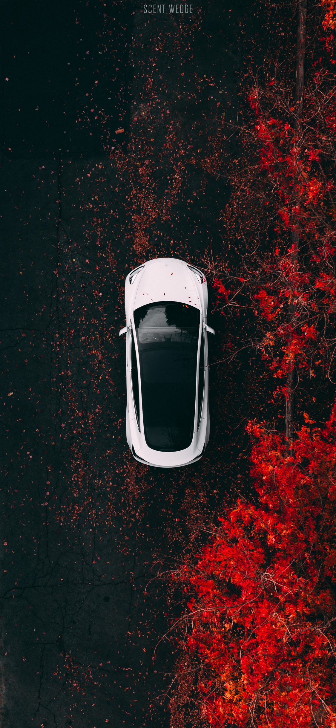 Model 3 Wallpaper