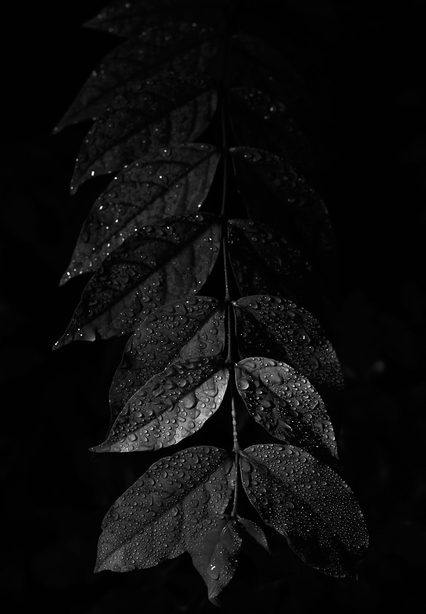 Leaf. Dark phone wallpaper, Black wallpaper iphone, Black and white leaves