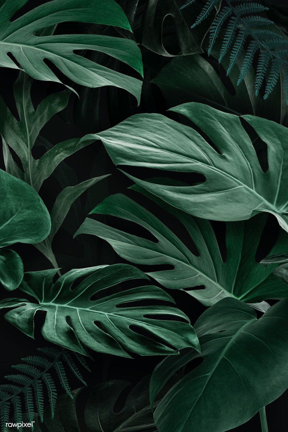 Fresh natural green Monstera Deliciosa leaves / nunny. Green leaf background, Leaf background, Dark green aesthetic