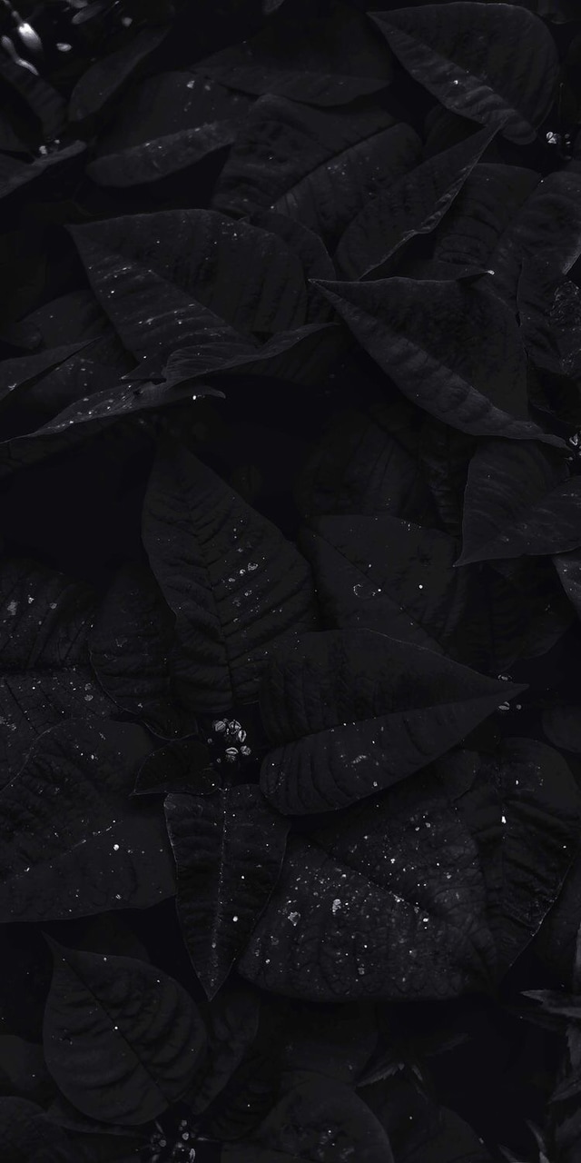 frosty black leaves wallpaper
