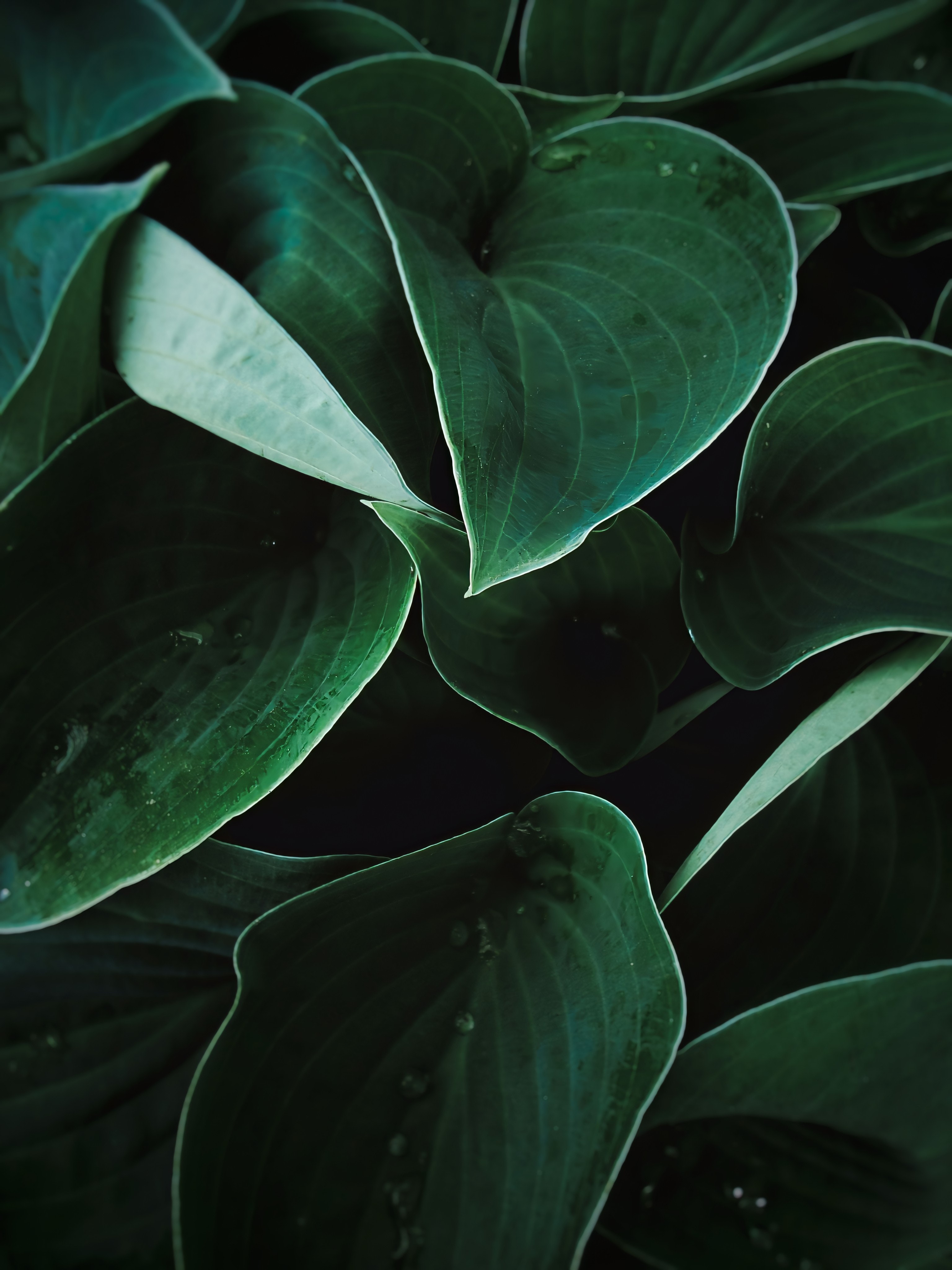 Best Dark Green Leaves Photo · 100% Free Downloads