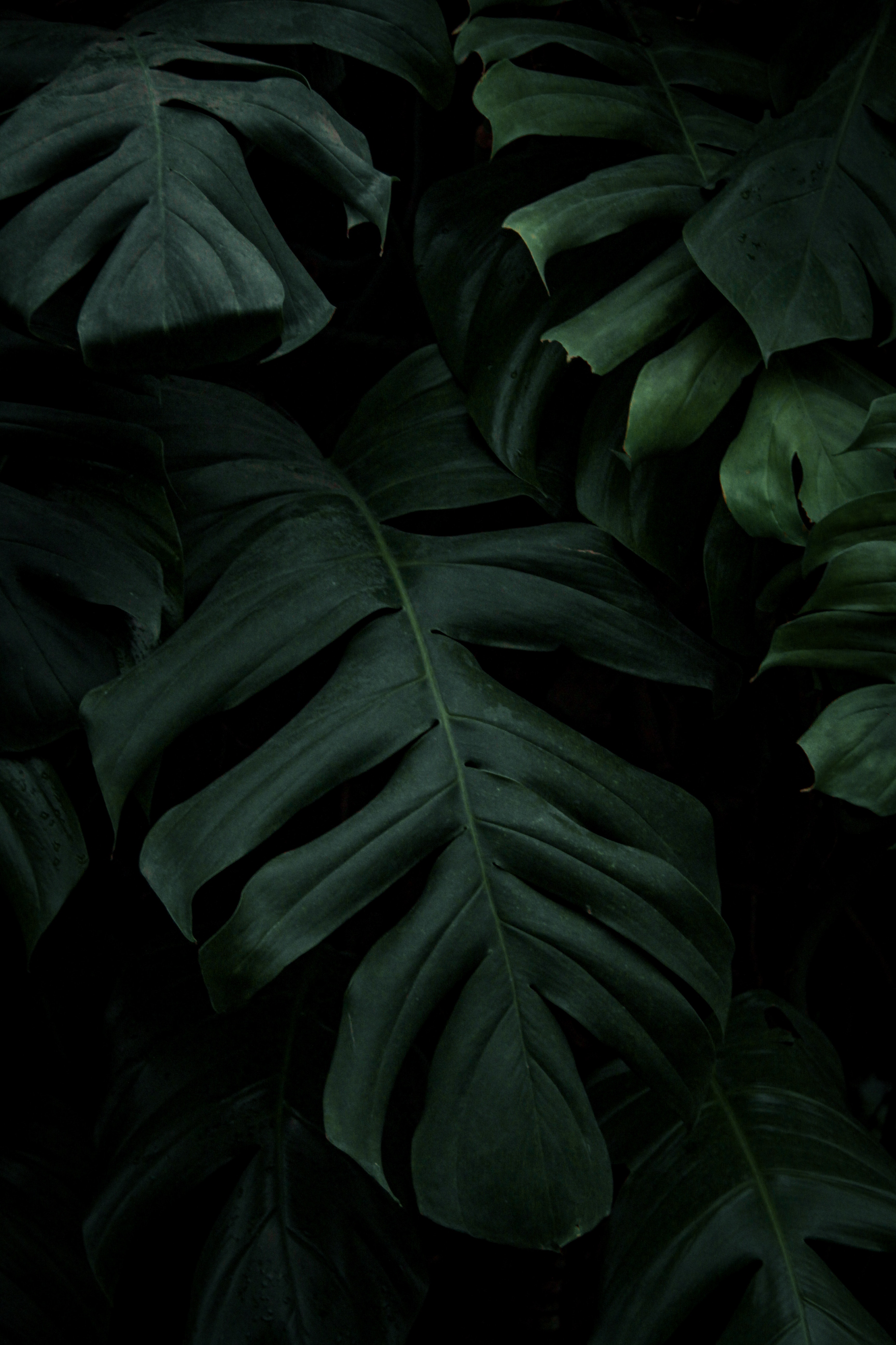 Best Dark Green Leaves Photo · 100% Free Downloads