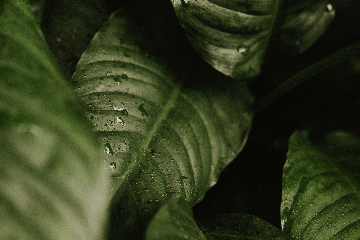 Dark leaf background wallpaper, aesthetic