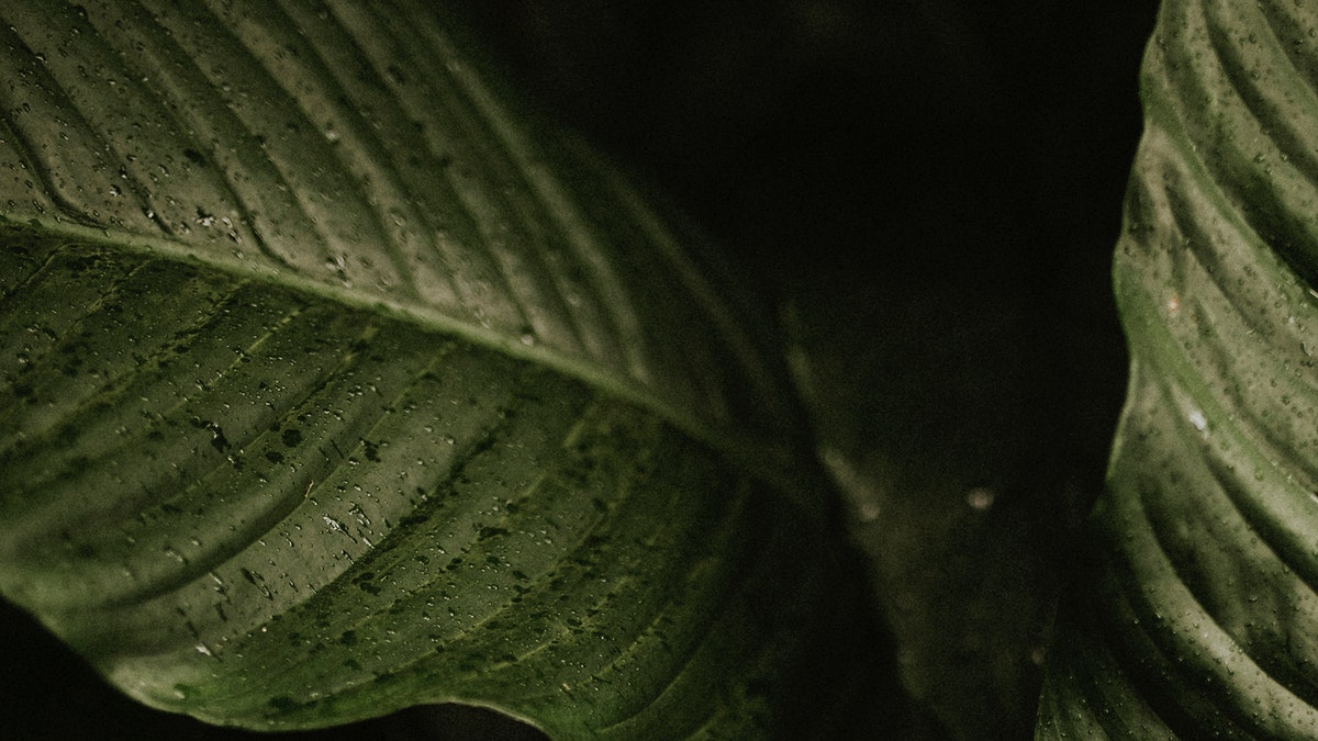 Dark leaf background wallpaper, aesthetic