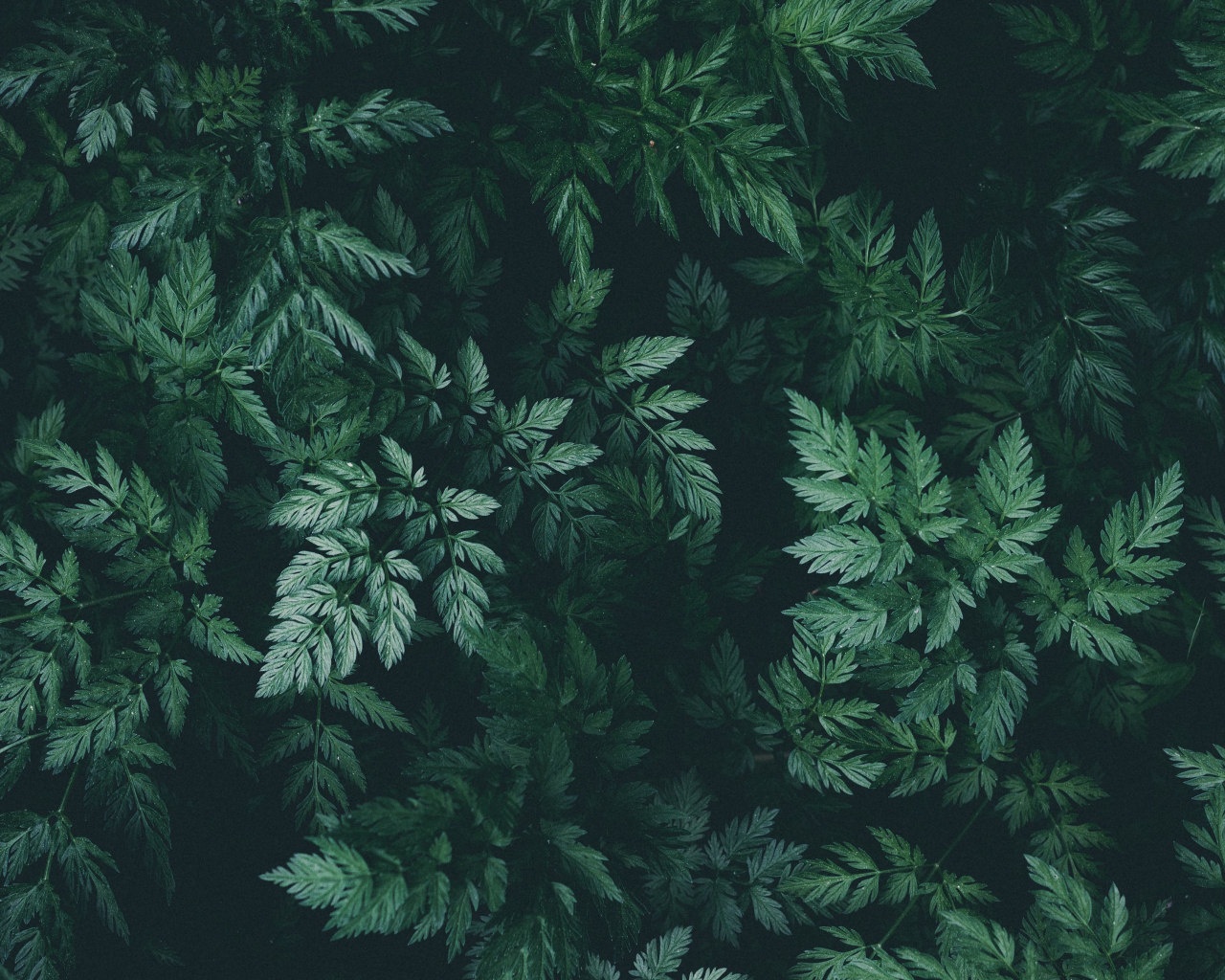 Free download Download wallpaper 3840x2400 leaves green dark plant 4k ultra [3840x2400] for your Desktop, Mobile & Tablet. Explore 4K Leaves Wallpaper. Wallpaper Leaves, Leaves Wallpaper, Wallpaper with Leaves