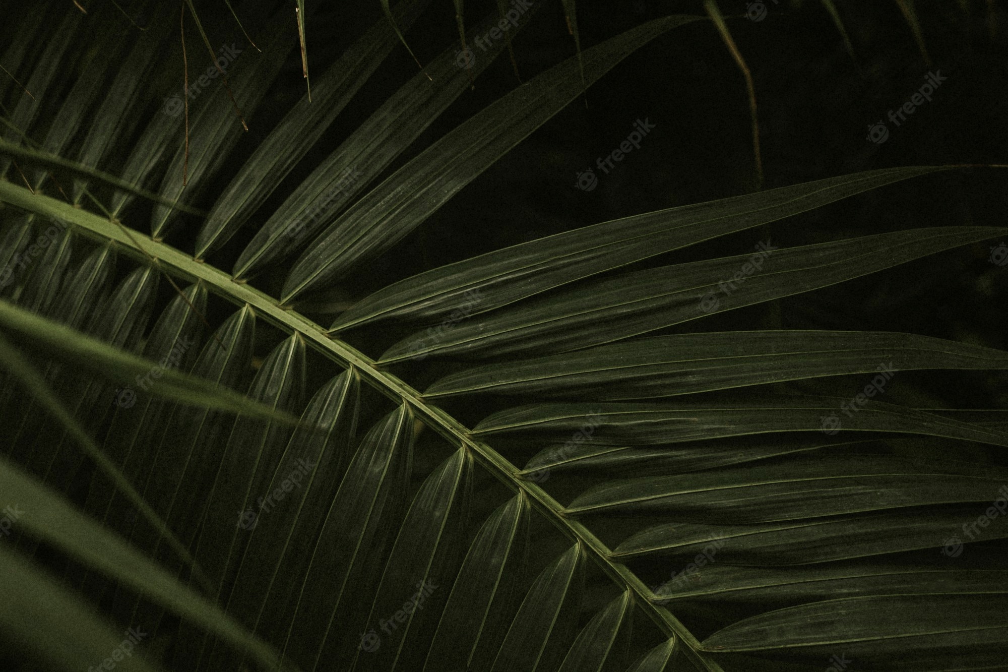 Free Photo. Dark leaf background wallpaper, aesthetic full HD image