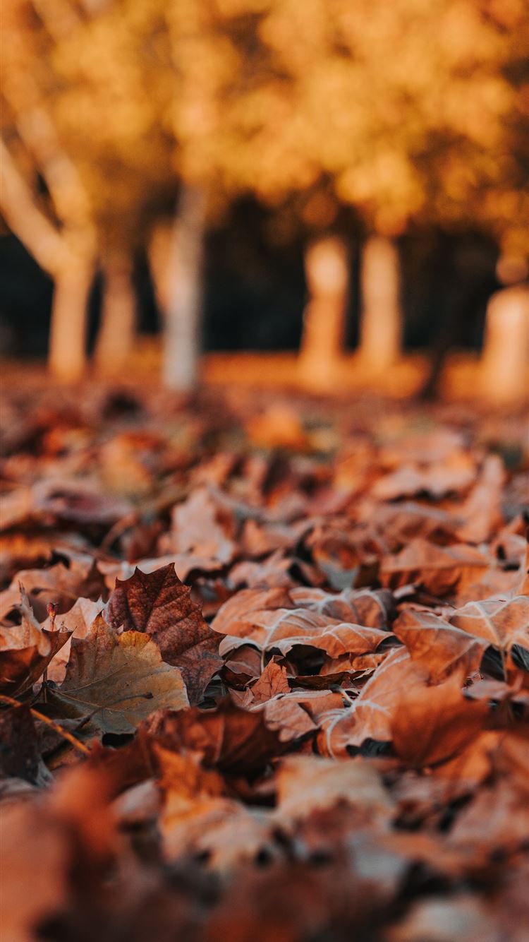 brown leaf lot on ground iPhone 8 Wallpaper Free Download