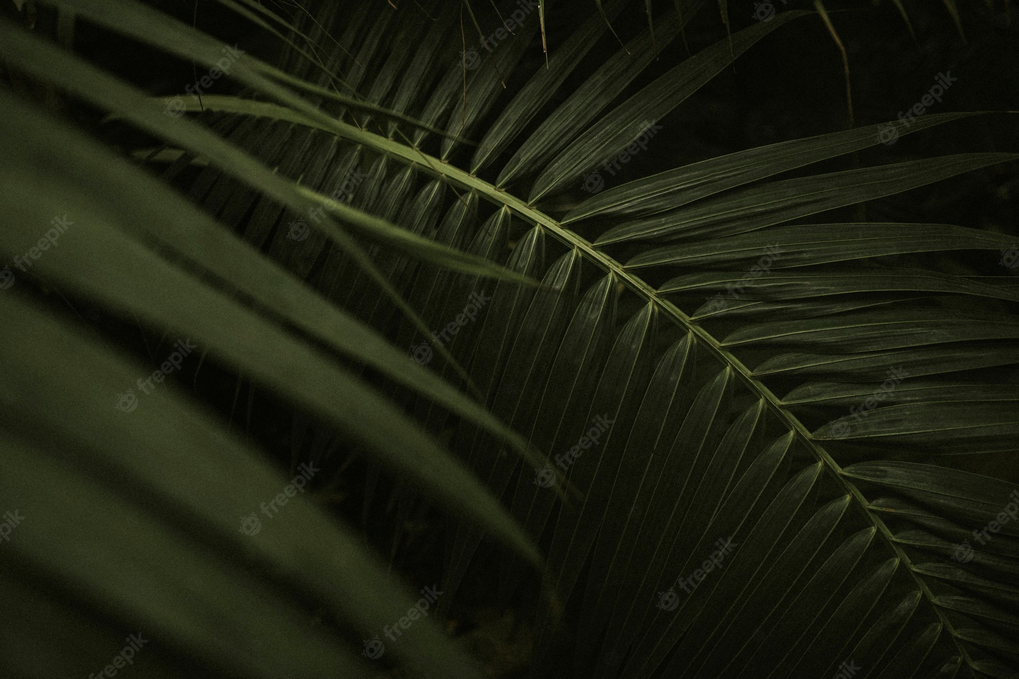 Free Photo. Dark leaf background wallpaper, aesthetic full HD image