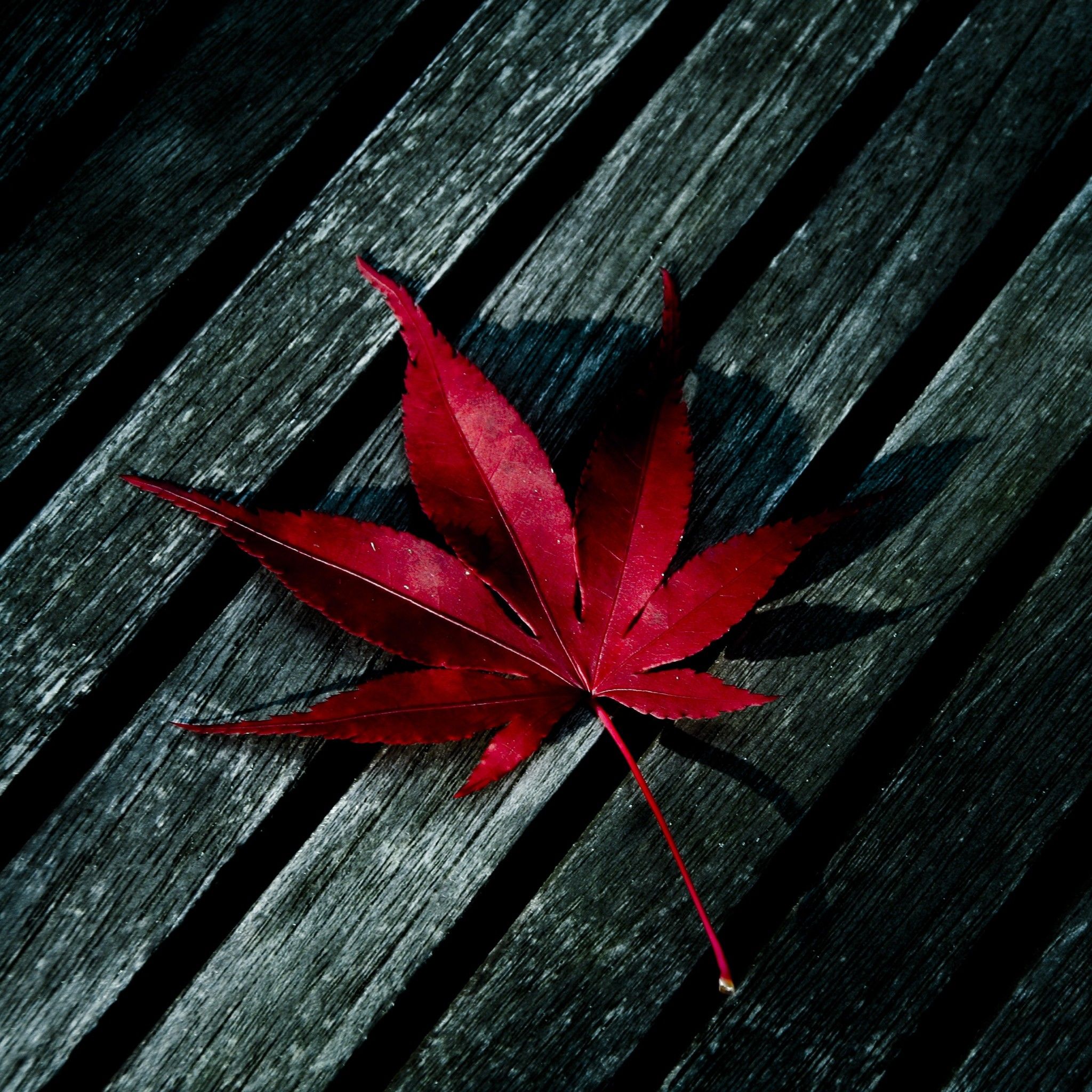 Leaf Wallpaper