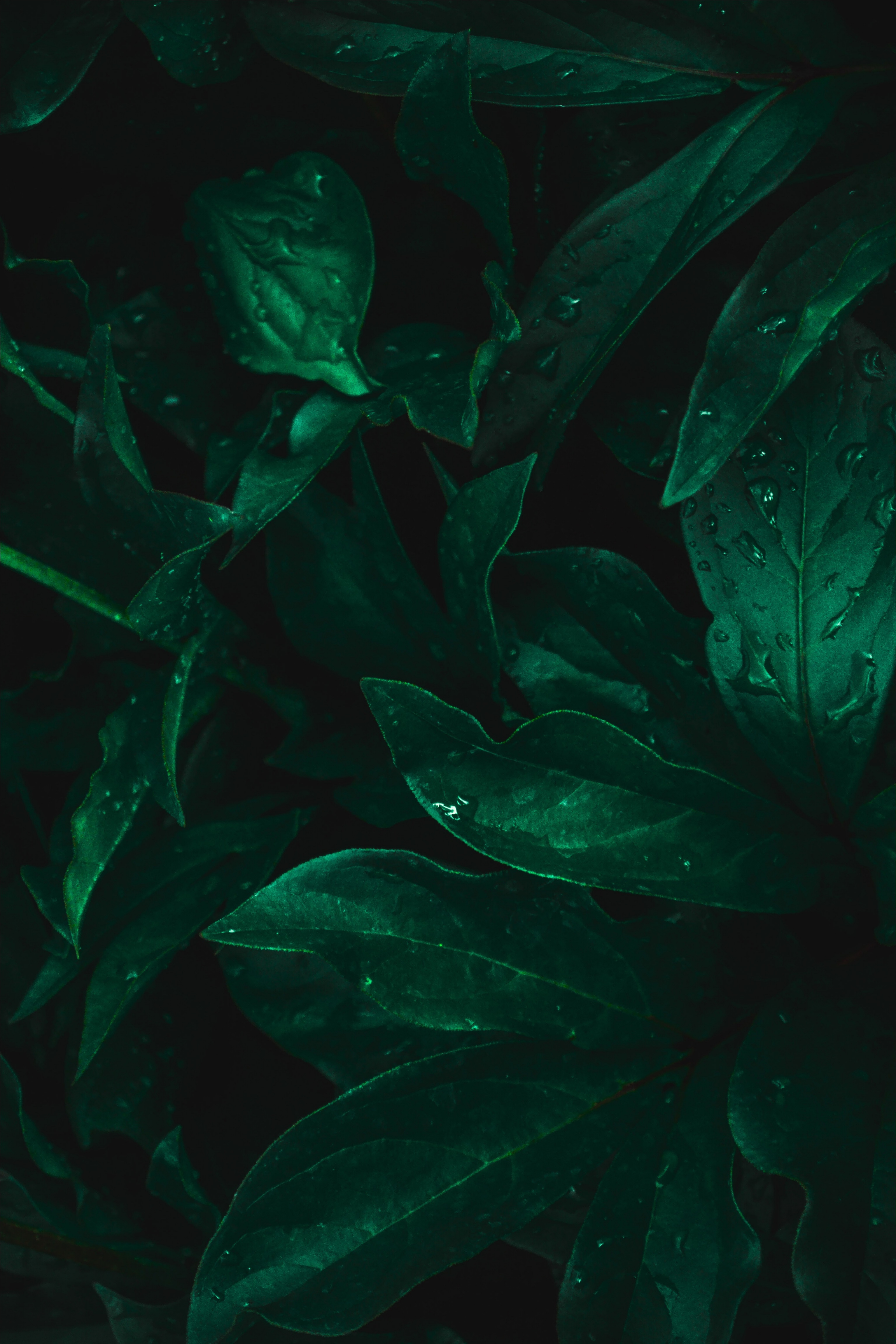 Download wallpaper 3072x4608 leaves, drops, moisture, green, dark HD background