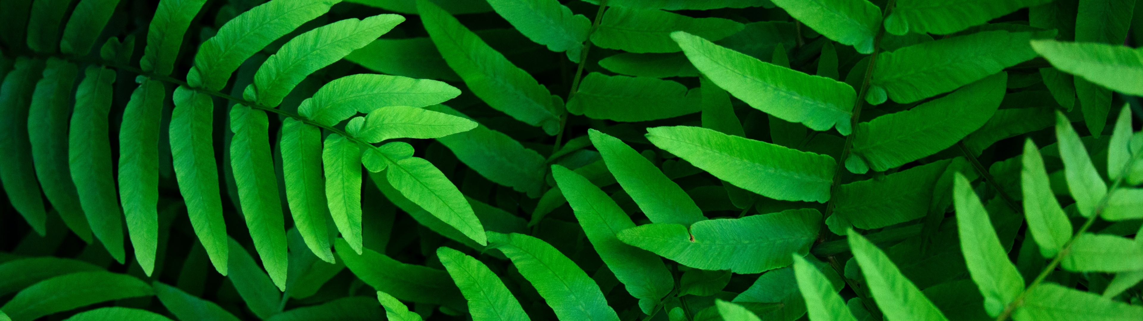 Green leaves Wallpaper 4K, Ferns, Leaf Background, Spring, Closeup, 5K, Nature