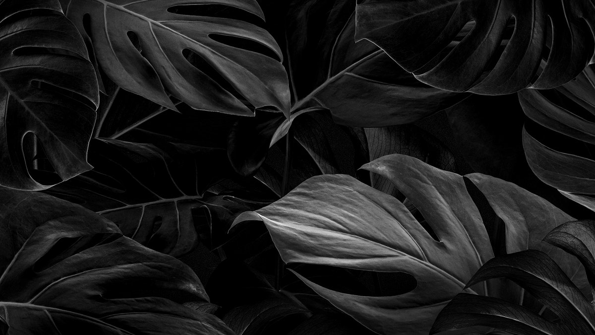 Black leaves nature background wallpaper