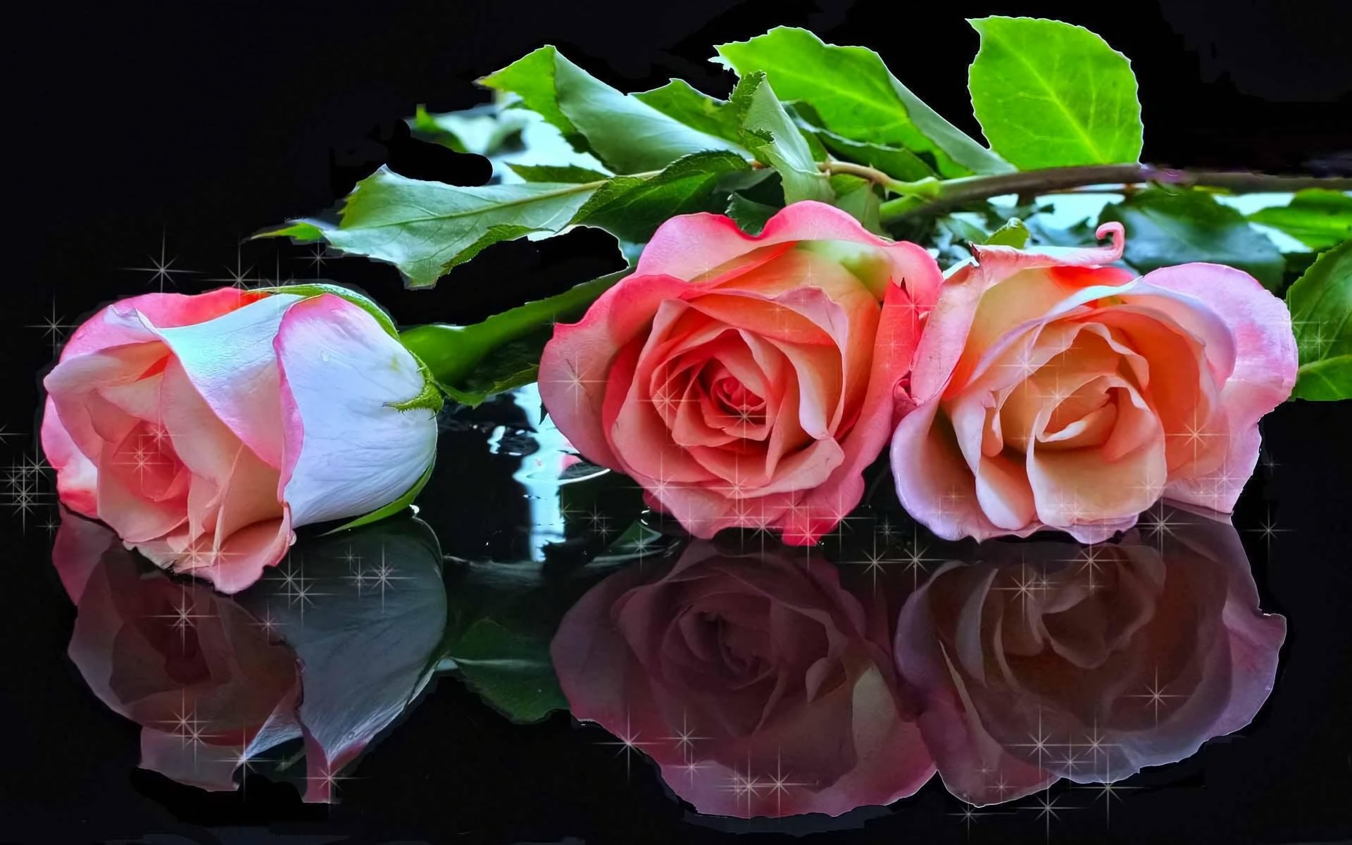 Pink Rose Reflection HD Wallpaper