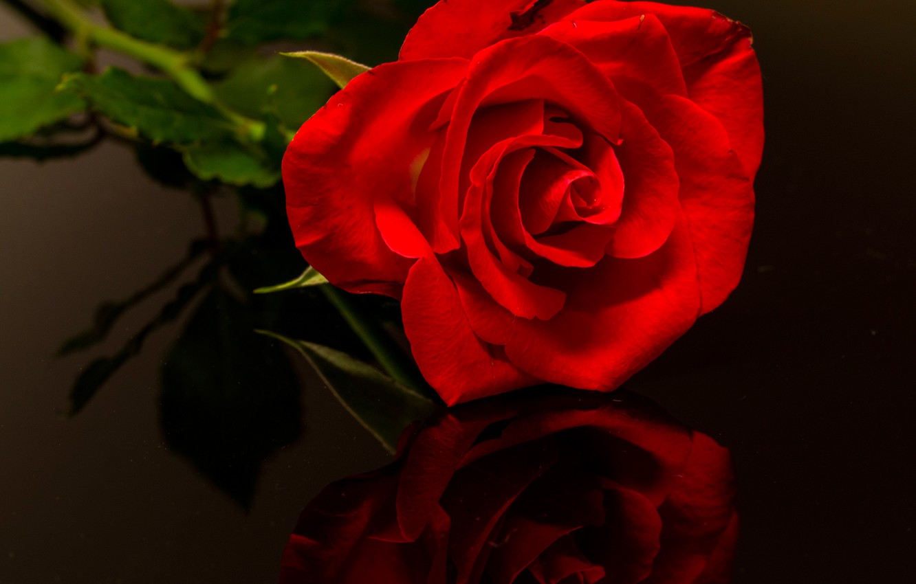 Wallpaper macro, reflection, rose, petals, Bud, red rose image for desktop, section цветы