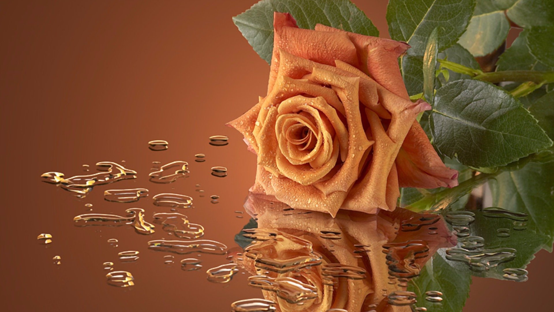 Wet Rose Reflection HD Wallpaper