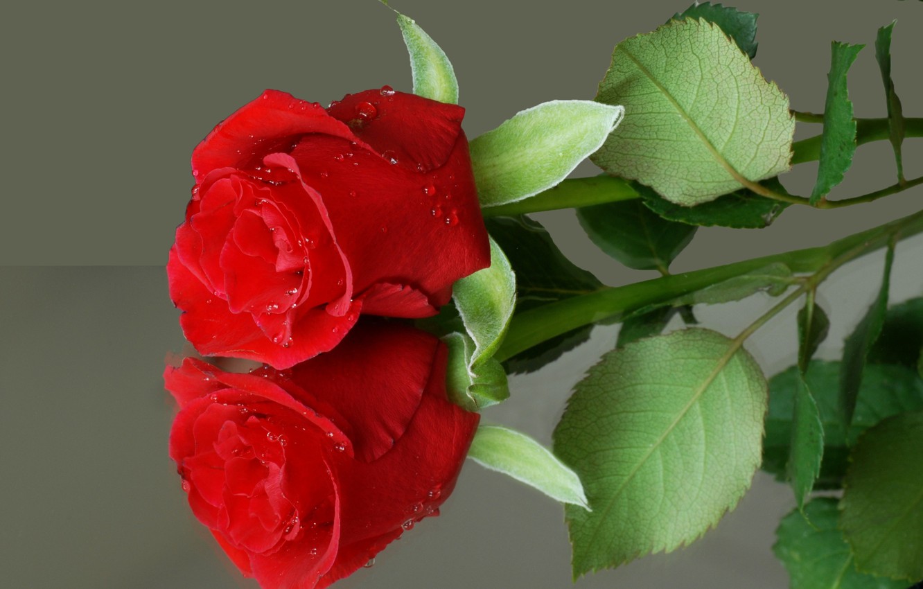 Wallpaper flower, reflection, rose, red image for desktop, section цветы