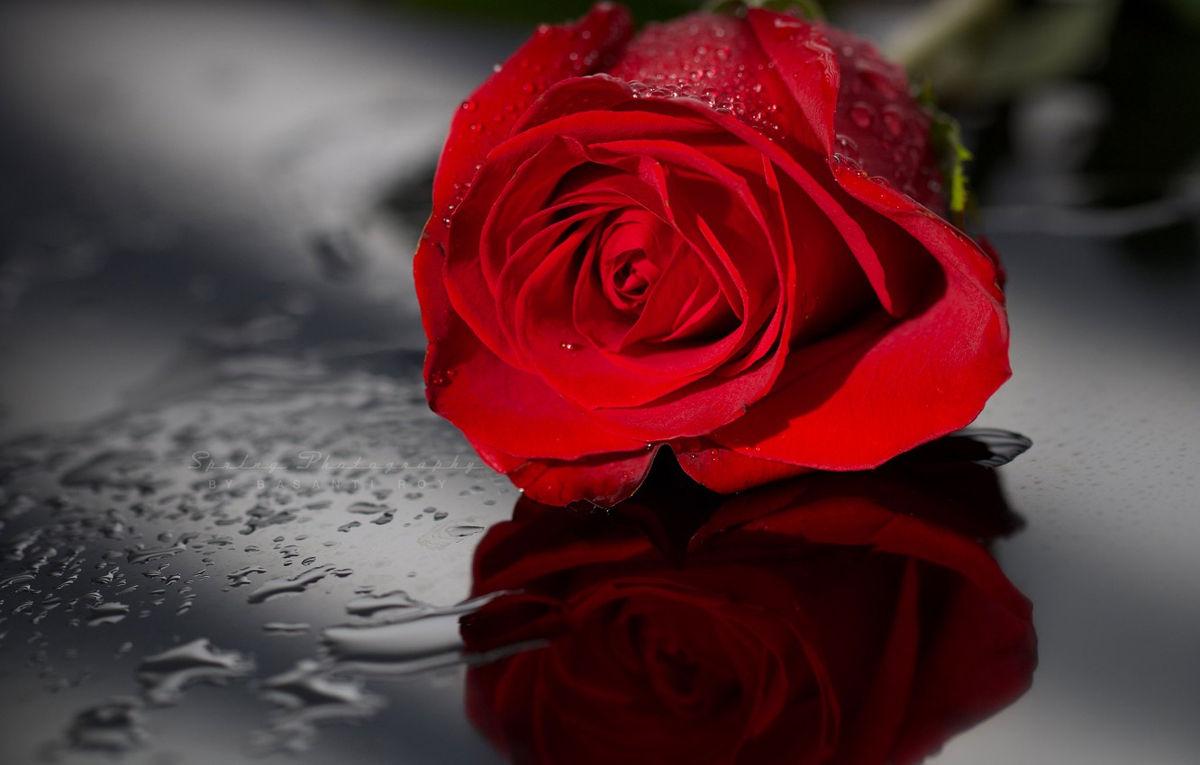 Wallpaper water, drops, reflection, rose, Bud, red, scarlet image for desktop, section цветы