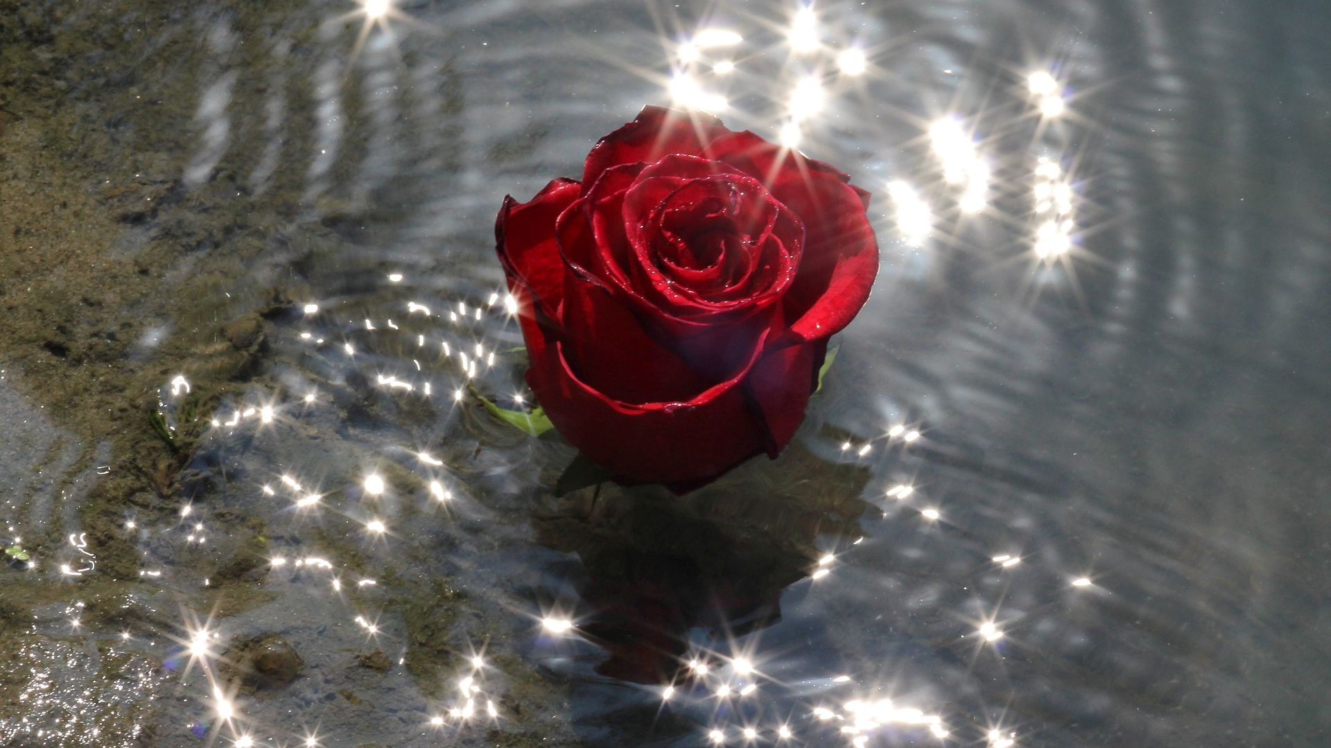 Desktop Wallpaper Rose Flower, Water, Reflections, HD Image, Picture, Background, Em0pn0