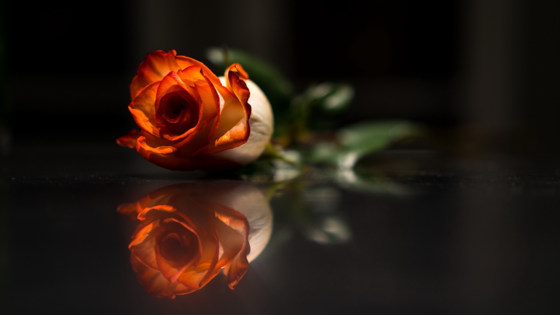 Rose Single Flowers Reflection Love Flower Desktop Rose Wallpaper & Background Download