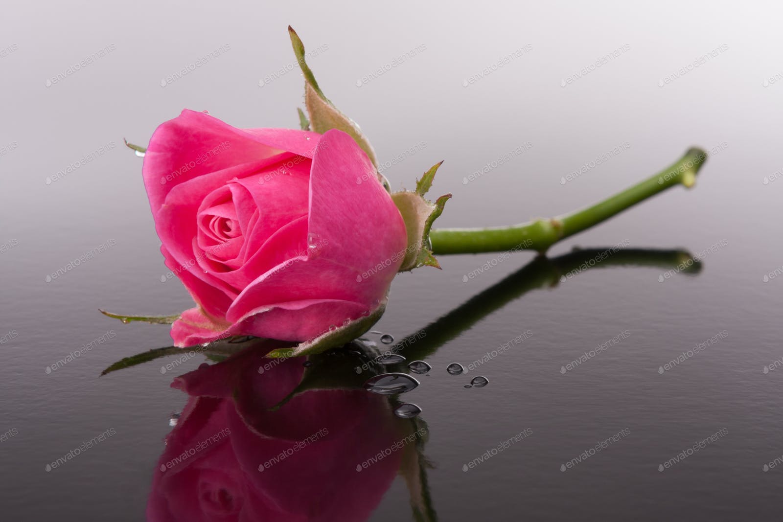 rose flower with reflection on dark surface still life photo by natika on Envato Elements