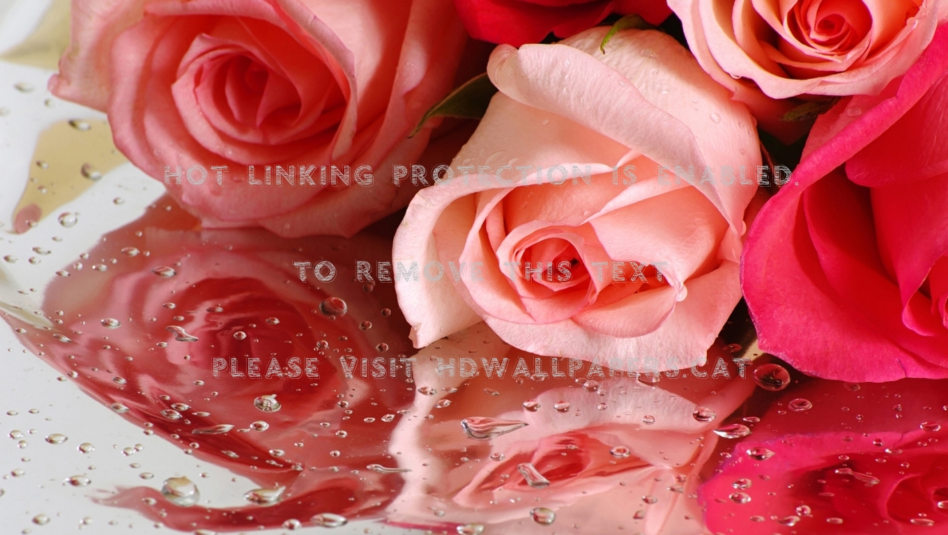 preety roses water reflection HD wallpaper