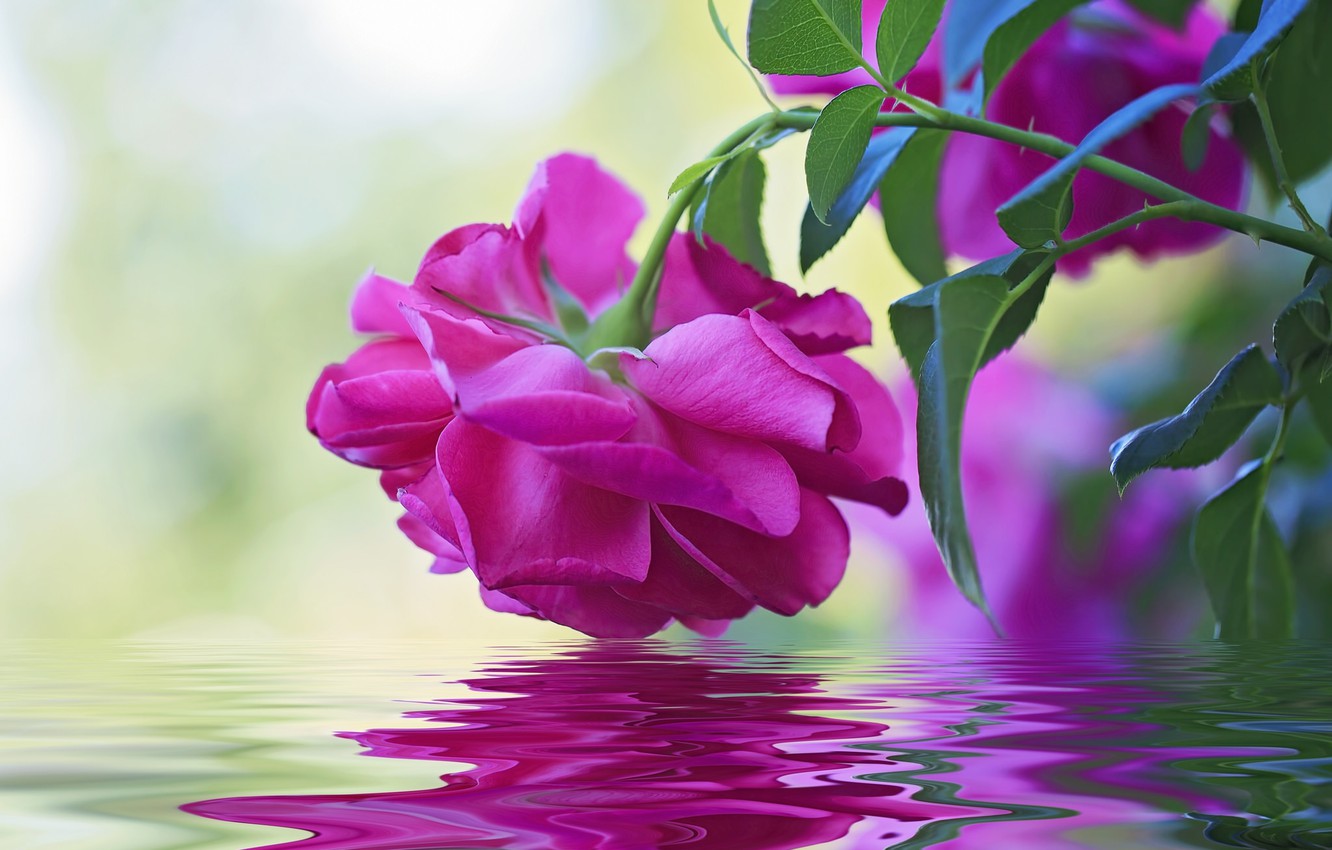 Wallpaper water, macro, reflection, rose, Bud image for desktop, section цветы