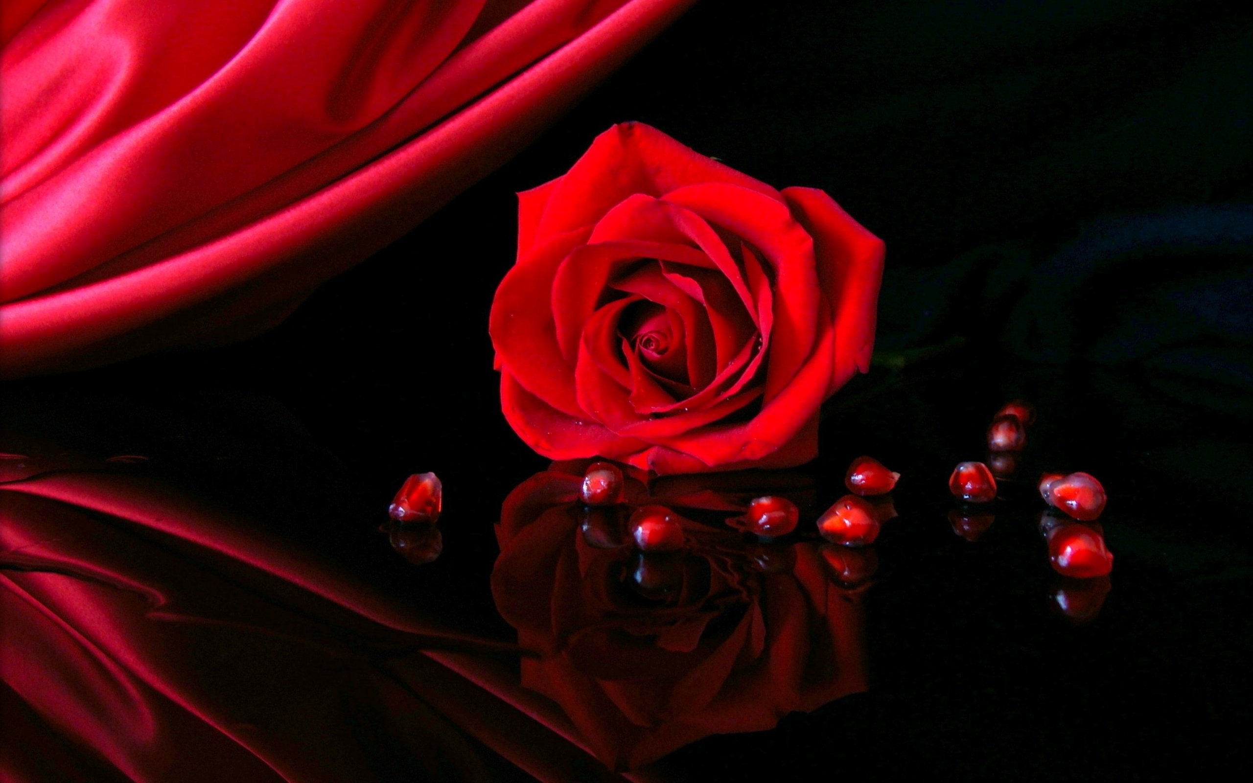 Flower Red Rose Reflection Wallpaper:2560x1600