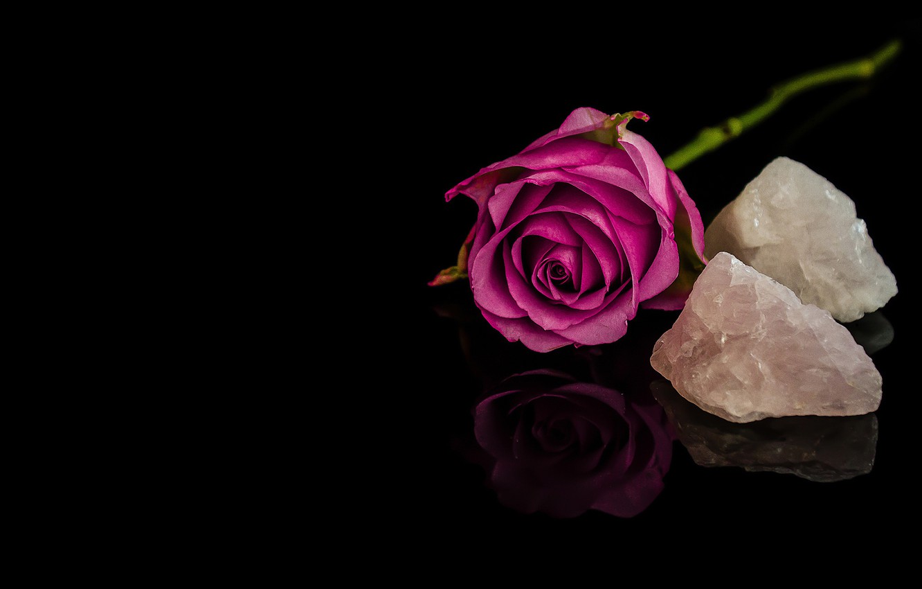 Wallpaper leaves, reflection, stones, pink, rose, stem, Bud, purple, black background, stones, minerals image for desktop, section цветы