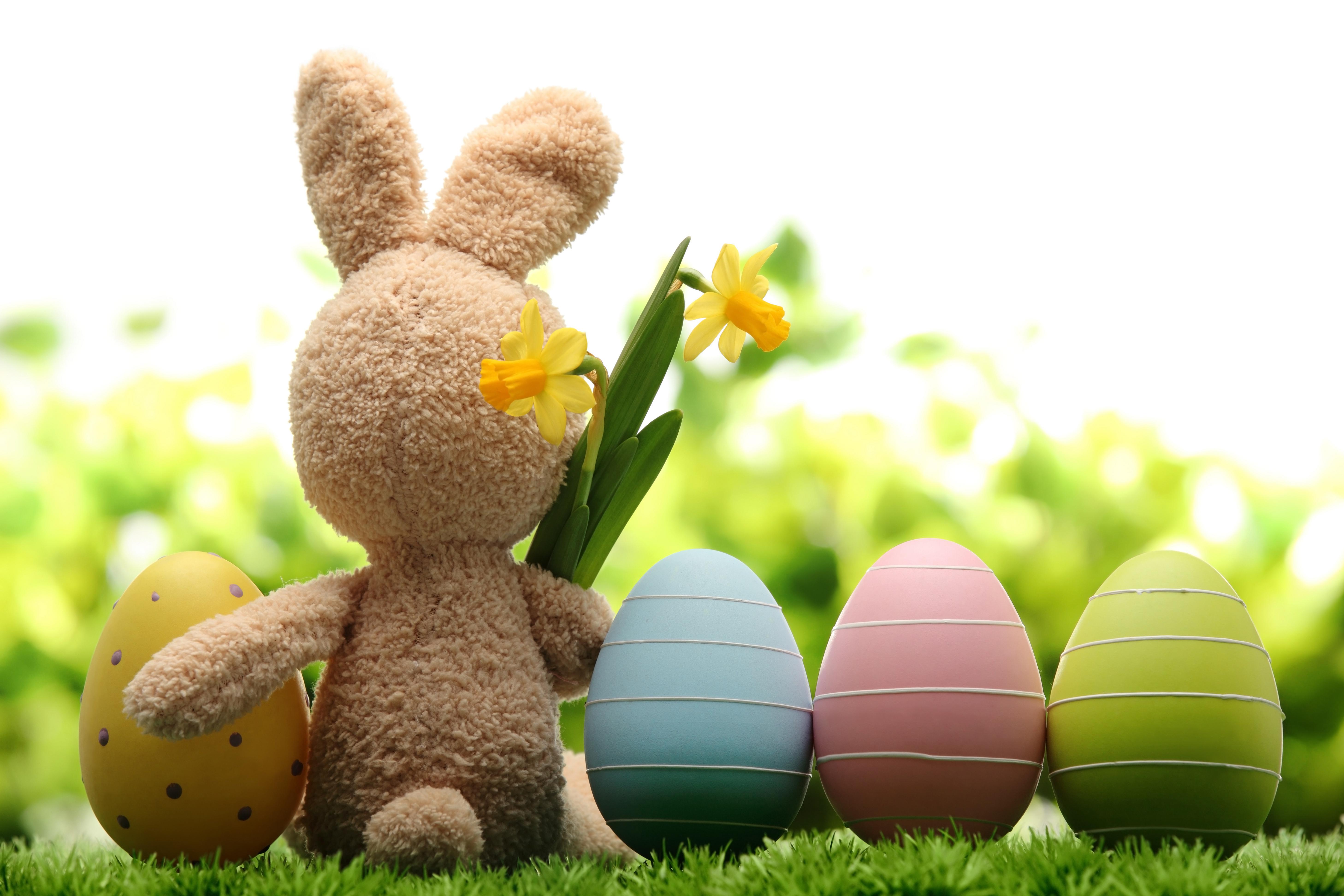 Funny Easter Bunny Picture And Imag Desktop Background