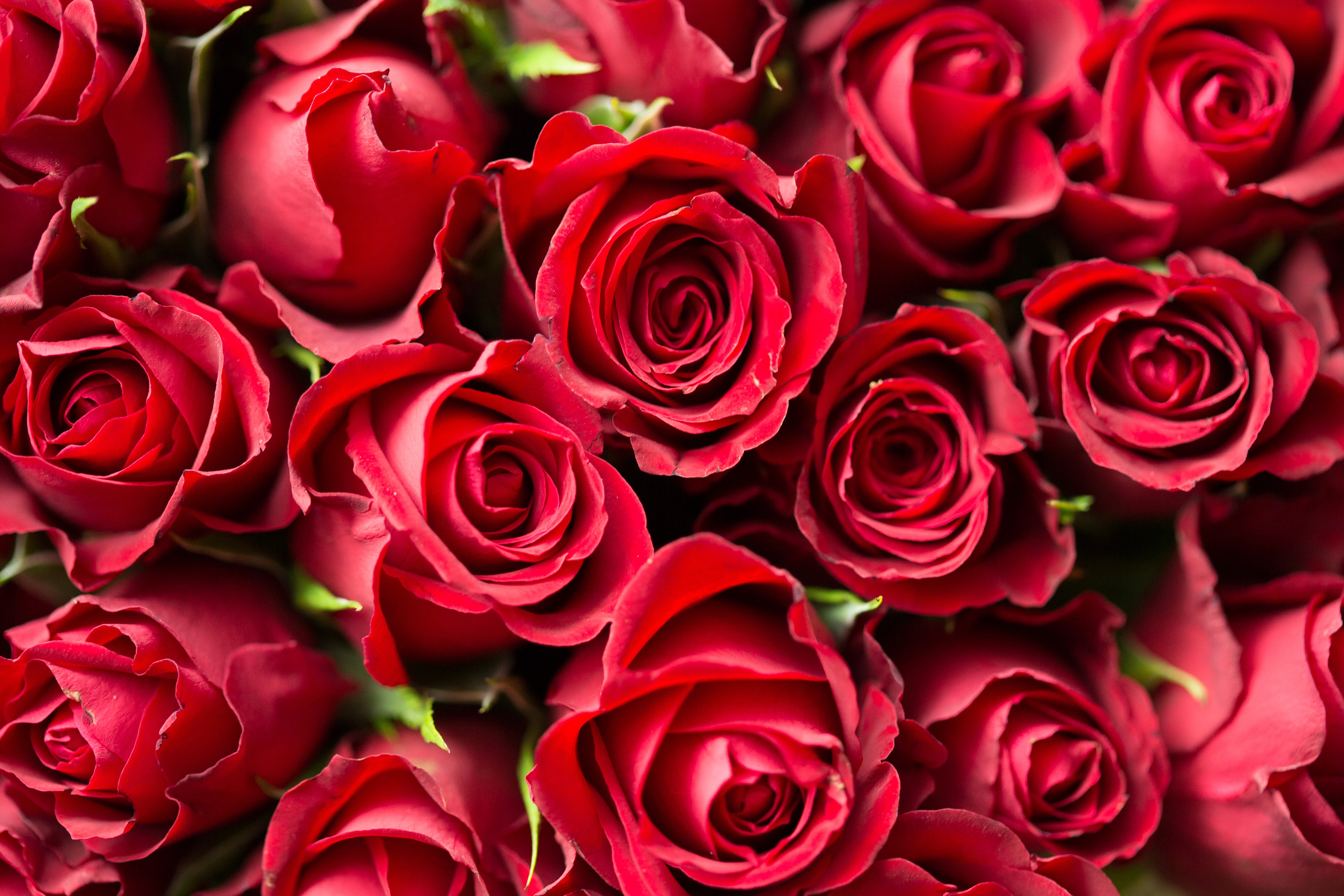 90,Best Rose Wallpaper Photo · 100% Free Downloads