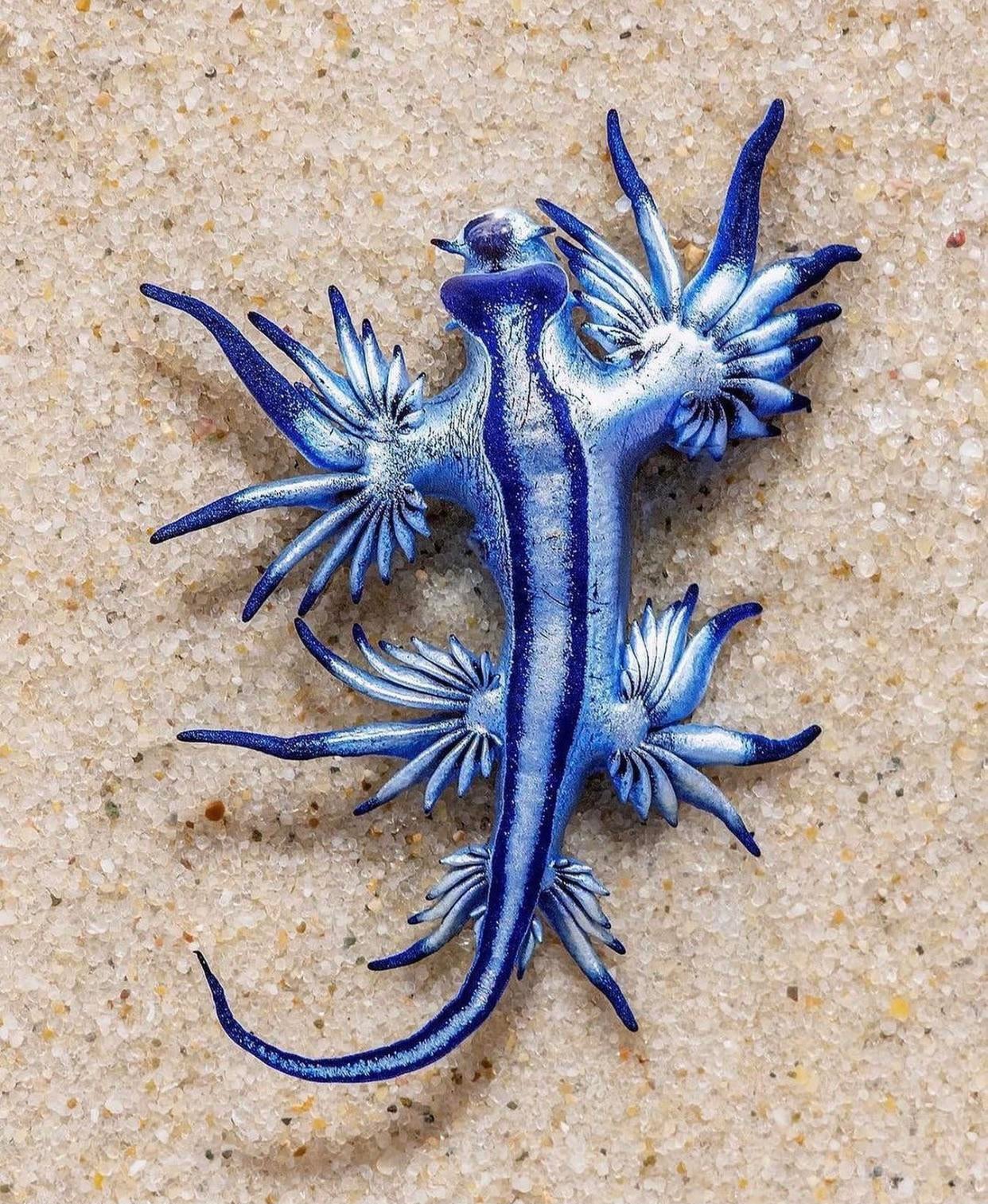 glaucus atlanticus wallpaper