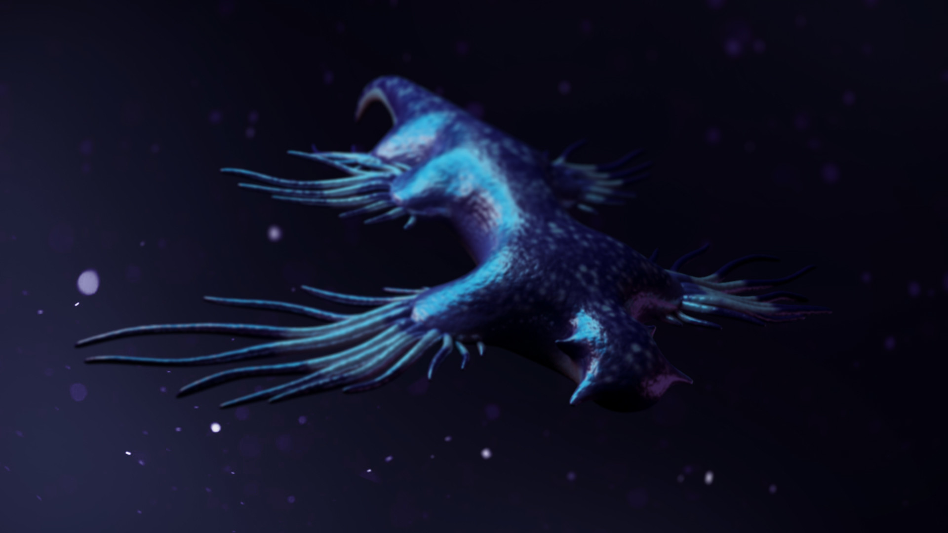 glaucus atlanticus wallpaper